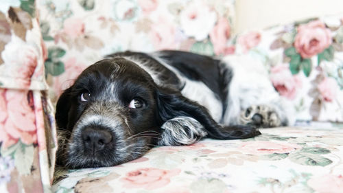 Close-up portrait of dog relaxing at home