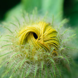 Close-up of flower