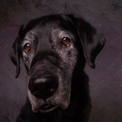 Close-up portrait of black dog