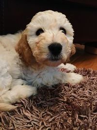 Close-up of dog