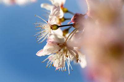 Close-up of pink flowers