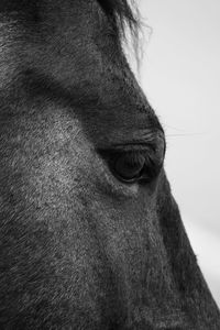 Close-up of a horse