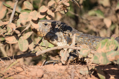 Close-up of lizard on land