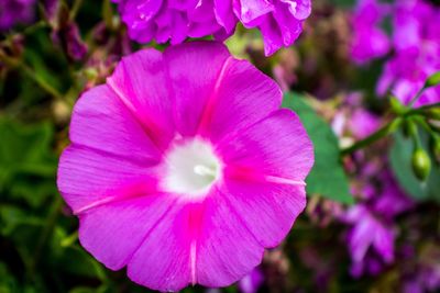 Close-up of purple flower blooming outdoors