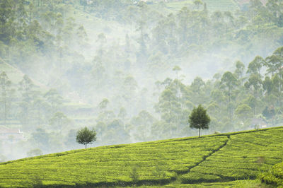 Scenic view of indonesian countryside