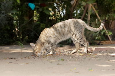 Full length of a cat walking on footpath