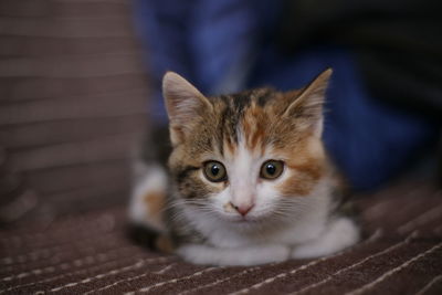 Close-up portrait of a kitten