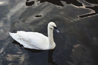 High angle view of swan swimming in lake