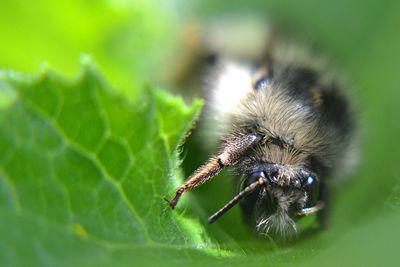 Close-up of insect on leaf