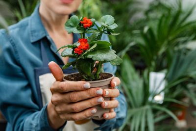 Hand holding up spring daisy flower in a flower pot. womans hands