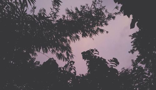 Low angle view of trees against sky