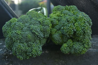 Close-up of fresh green potted plant
