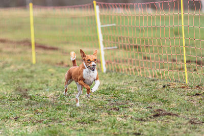 Dog running on field