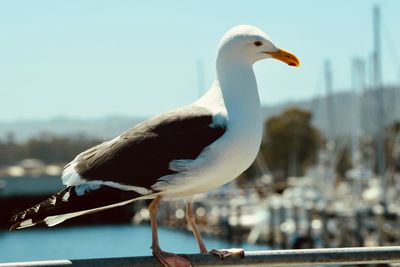 bird