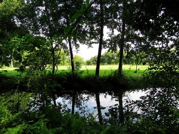 Scenic view of lake in forest