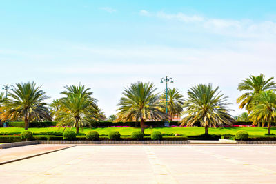 Palm trees and plants in city against sky