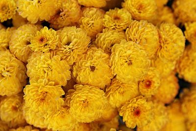 Close-up of yellow flowers in market for sale