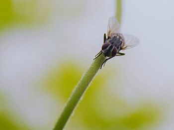 Close-up of insect pollinating flower