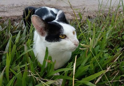 Close-up of a cat on field