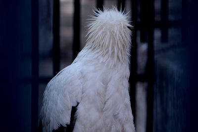 Close-up of a bird