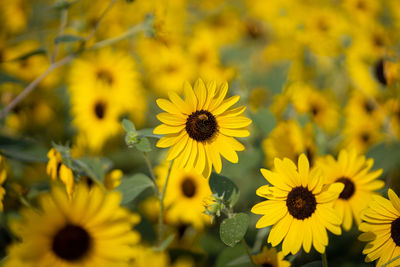 Close-up of yellow flowering plants