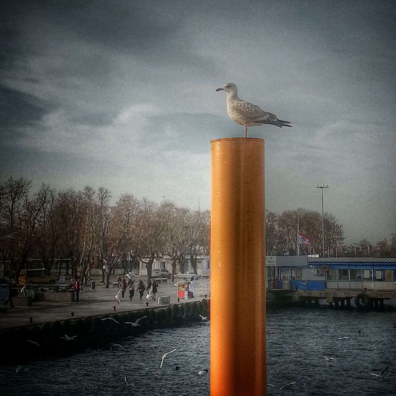 bird, animal themes, animals in the wild, wildlife, water, sky, seagull, one animal, perching, built structure, pier, river, building exterior, architecture, cloud - sky, flying, wooden post, nature, waterfront, outdoors