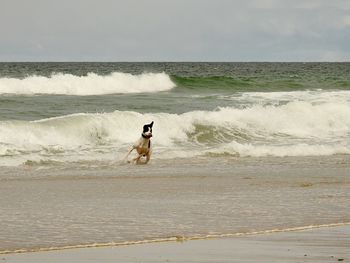 Dog on beach