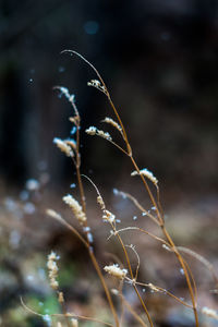 Close-up of plant