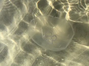 High angle view of jellyfish swimming in sea