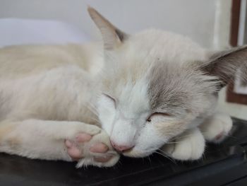 Close-up of cat sleeping