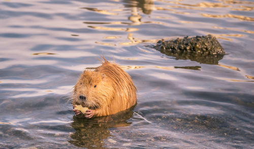 Otter in lake