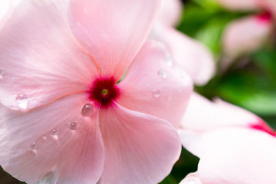 Close-up of pink flower blooming outdoors