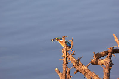 Malachite kingfisher with a fish