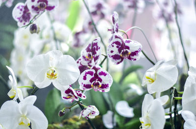 Close-up of white flowers