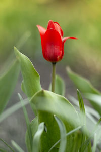 Close-up of red rose