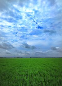 Scenic view of agricultural field against sky