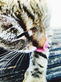 Close-up of cat