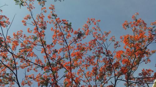 Low angle view of trees against sky during autumn