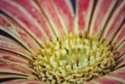 Macro shot of pink flower