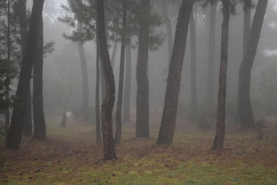 View of trees in the forest during foggy weather