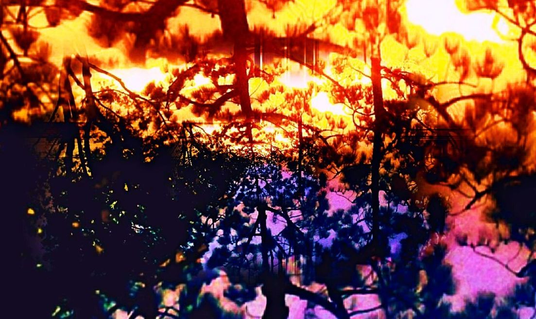 tree, crowd, night, plant, nature, celebration, illuminated, group of people, outdoors, event, branch, glowing, beauty in nature, sunset, large group of people, burning, light, fire, nightlife, purple