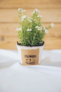 Close-up of potted plant on table