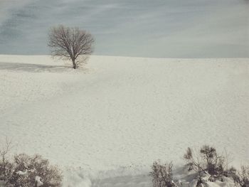 Bare trees on landscape