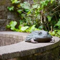 Close-up of a lizard on wall