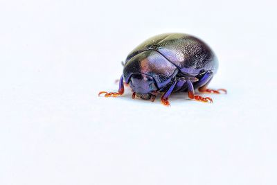 Close-up portrait of snake over white background