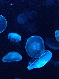 Close-up of jellyfish in sea