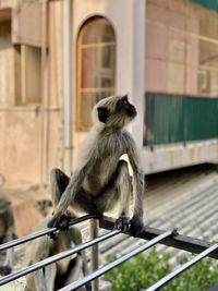 Monkeys sitting on railing