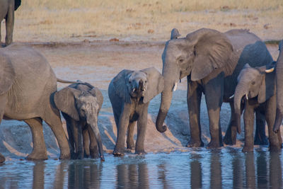 Elephants drinking water in lake