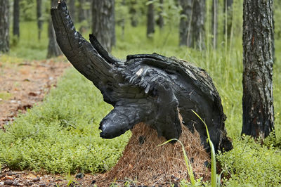 Close-up of a bird on tree trunk