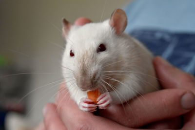 Close-up of hands holding pet rat eating a peace of carrot 